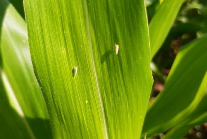 Bioinseticida natural obtido por fermentação líquida controla cigarrinha-do-milho