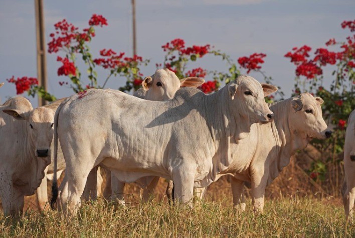 De Olho na Fazenda 2021, da Nelore CV, oferta Nelore Mocho avaliados pela ANCP