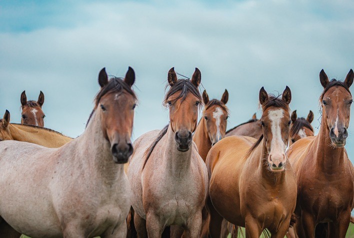 Novos mercados e liquidez marcam primeiro semestre de vendas do Cavalo Crioulo