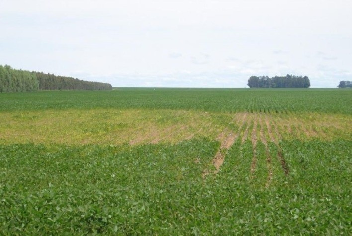 Controle de nematoides fitoparasitos: rotação de culturas é uma das indicações