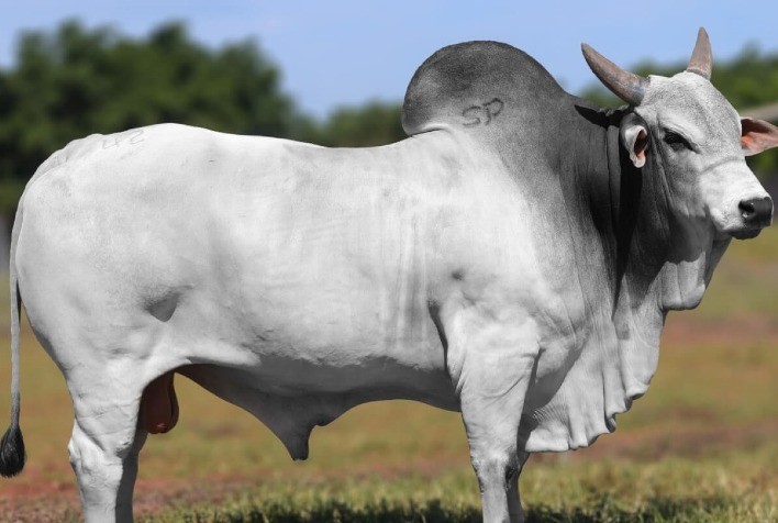 Bateria de touros Nelore CEIP da Alta é destaque nas fazendas brasileiras
