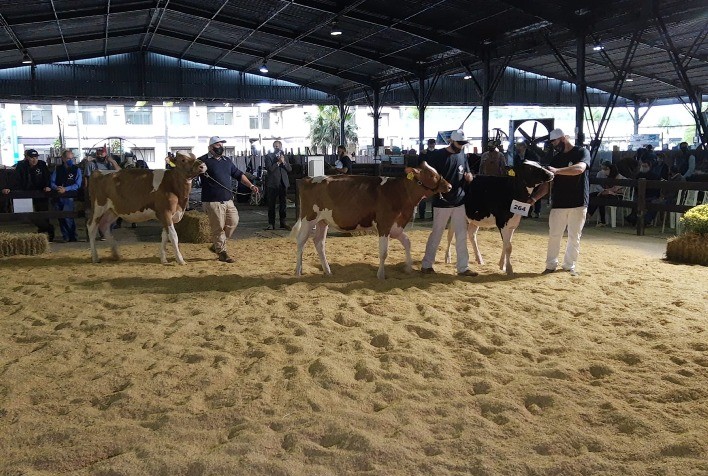 Abertas as inscrições para participação da raça Holandesa na Expointer
