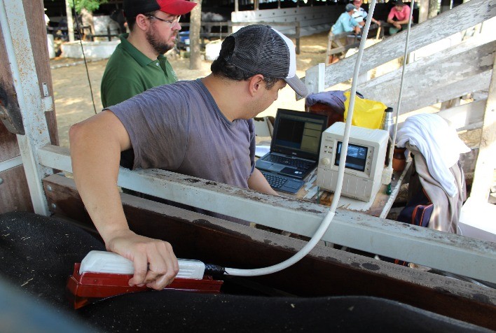Programa de fomento à avaliação por ultrassom gera DEPs de 3,7 mil animais Angus