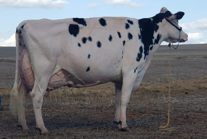 Vaca holandesa de Arapoti (PR) recebe pontuação máxima e inédita no Brasil