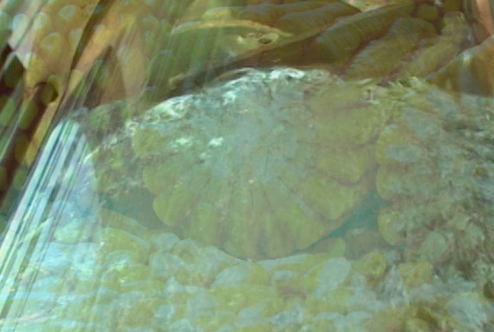 Etanol de milho: país deve chegar a 8 bilhões de l até 2028