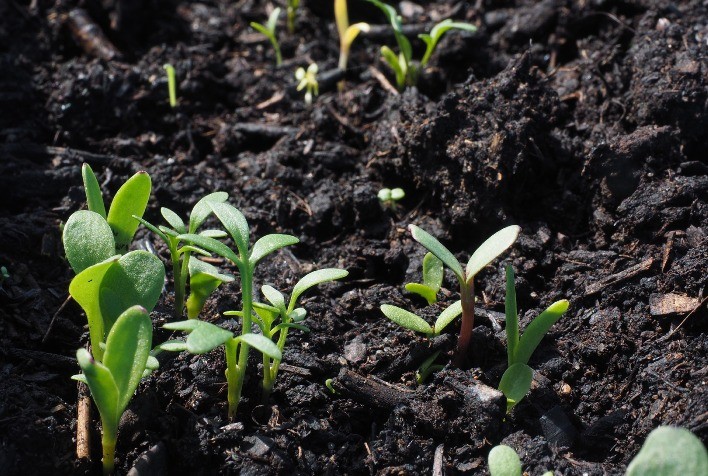 Produtos biológicos já são utilizados em 25% das áreas cultivadas no Brasil