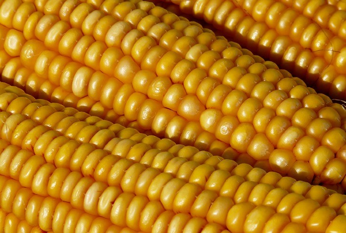 Iniciativa fortalece a agricultura natural no Brasil