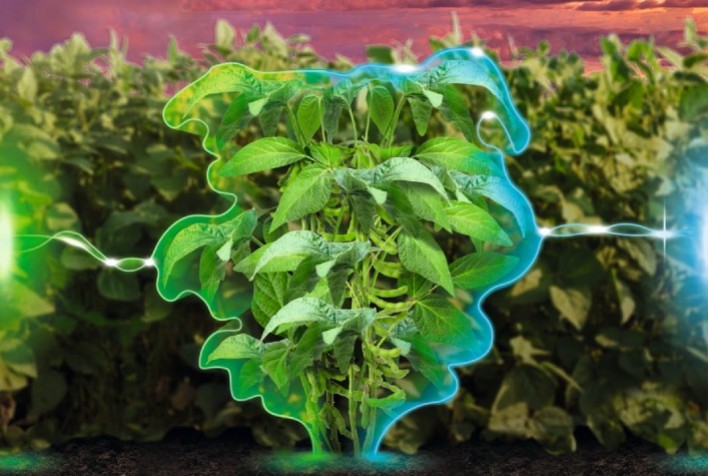 Agrivalle lança o primeiro biofungicida multissítio com associação de duas bactérias do mercado