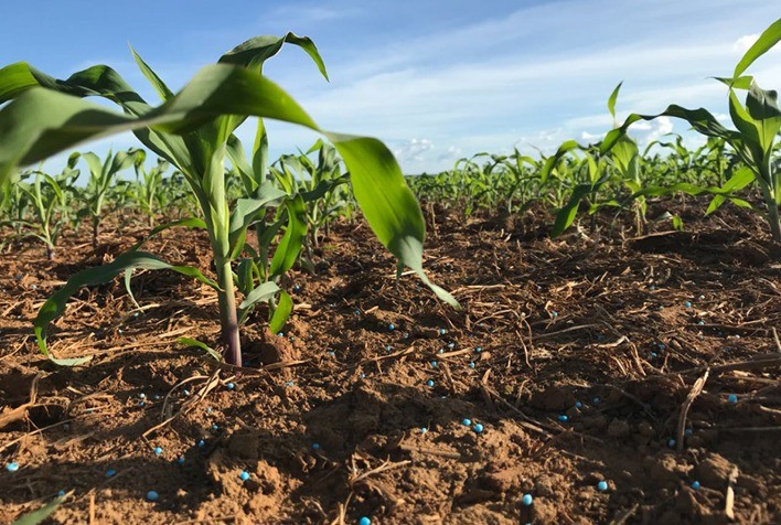 Produtividade do milho preocupa e presidente do Sindicato Rural de Sorriso teme por contratos futuros