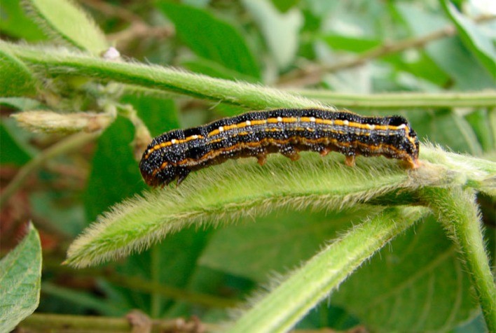 Insetos parasitoides são usados no controle biológico