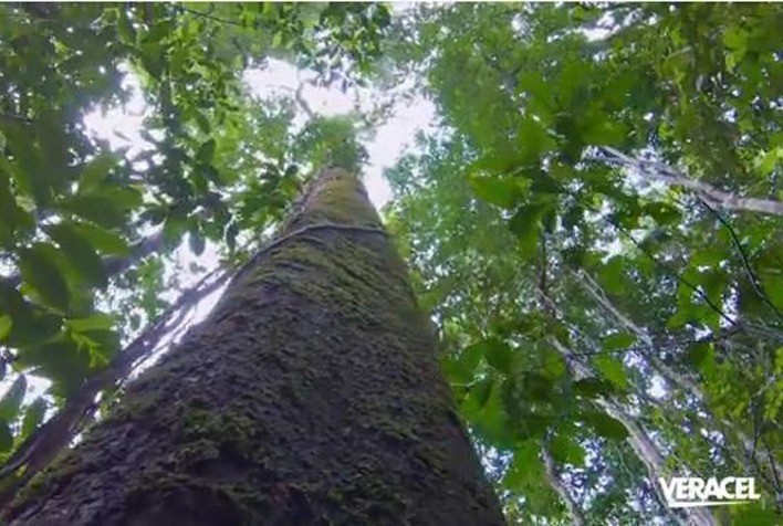 Veracel Celulose celebra 30 anos de atuação