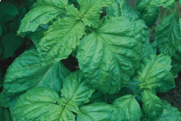 Linha de sementes para jardinagem traz novidades em ervas e pimenta