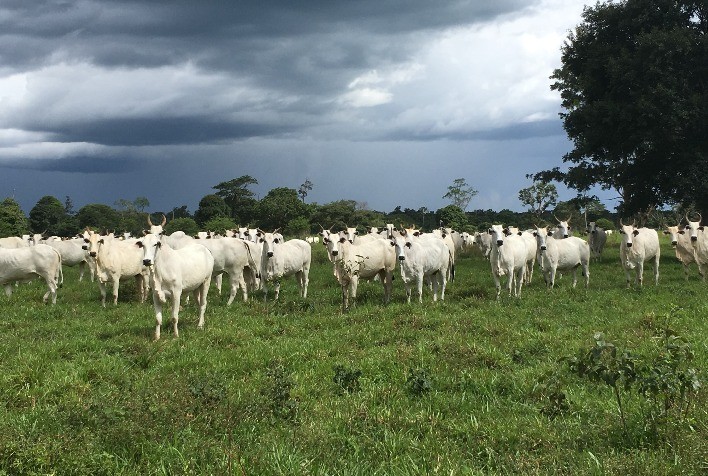 Rentabilidade da pecuária pode ser maior do que de aplicações financeiras