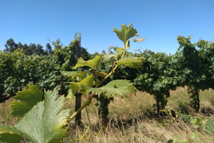 Maioria das ações envolvendo 2,4d termina em acordo no RS