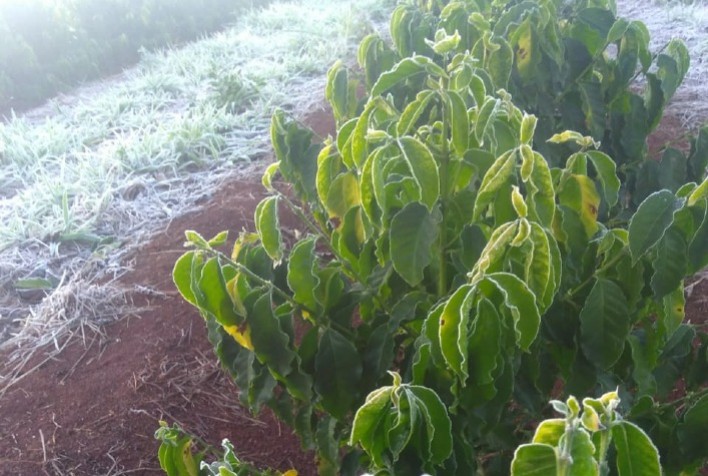 Após madrugada com geada, preços do arábica explodem na Bolsa de NY