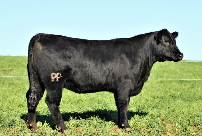 Campeã do Supremacia Genética da Angus será ofertada em leilão da Fazenda Limeira