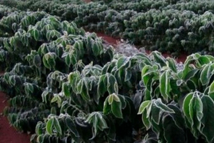 Café: geada não atinge áreas produtores em São Paulo e Minas Gerais