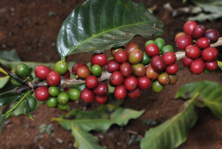 Café: Mercado segue reagindo ao frio no BR e cotações sobem mais de 9% nesta manhã