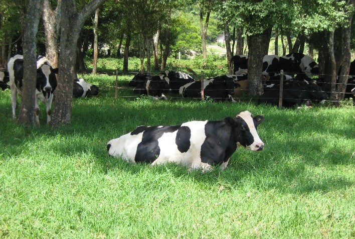 Movimento de alta no custo de produção prejudica rentabilidade da pecuária leiteira