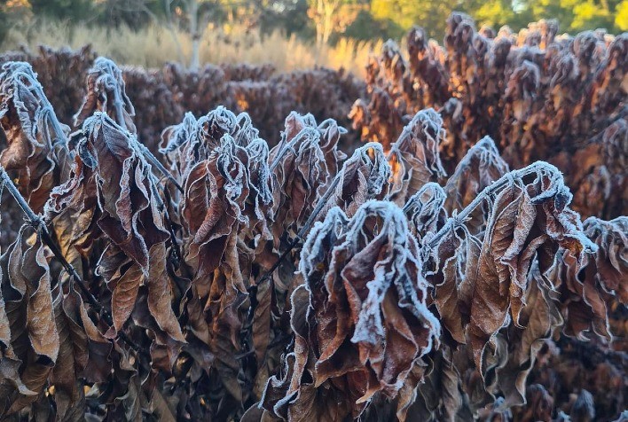 Geada no Sul de Minas: Coopercam avalia prejuízos e faz recomendações aos produtores de café