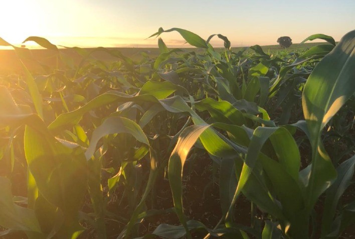 Coopercitrus Expo 2021: Ítalo-japonesa Sipcam Nichino apresenta nova molécula para milho e lançamentos recentes realizados no Brasil