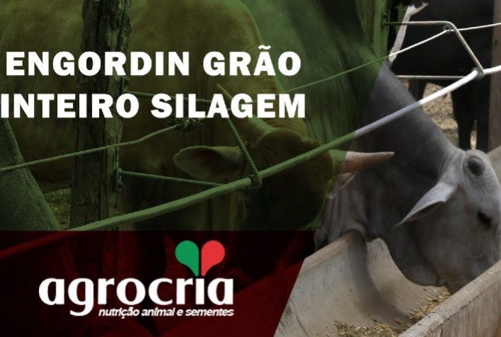 Engordin Grão Inteiro atinge a marca de 2 milhões de cabeças