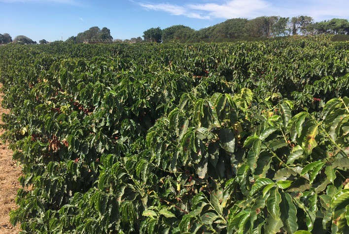 Planejamento pós-colheita do café ajudará a compensar elevação dos custos de produção