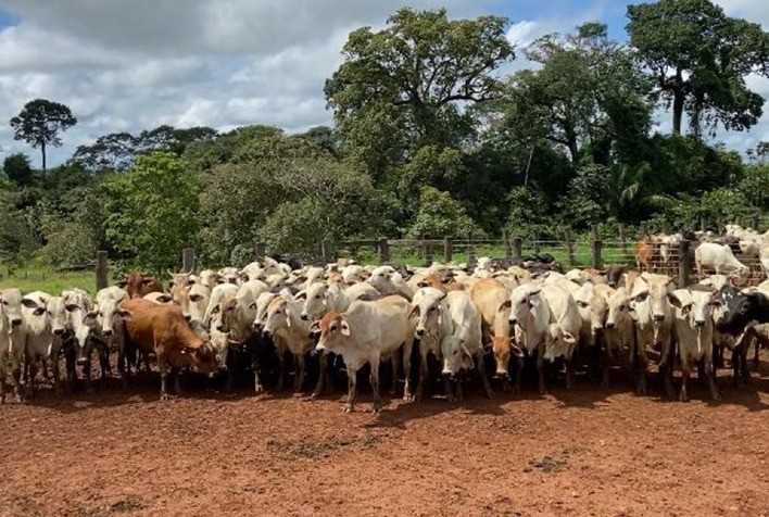 Pecuaristas atestam eficácia do brinco Fiprotag 210 contra a mosca-dos-chifres, um dos principais inimigos da produtividade pecuária