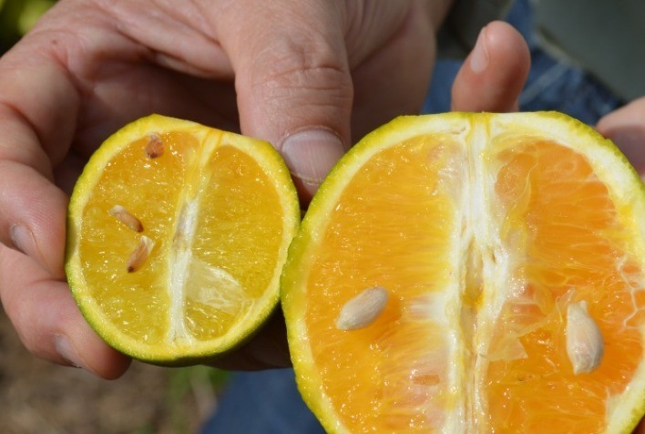 São Paulo registra recorde na entrega do relatório cancro cítrico/HLB (greening)