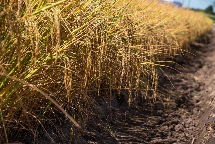 Safra catarinense de arroz se mantém estável em 2021, com produtividade superior no Sul do Estado