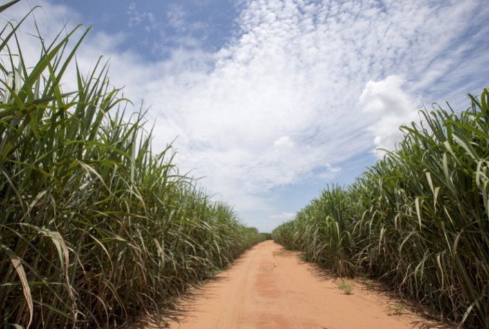 Manejo correto em cana-de-açúcar pode minimizar problemas causados pela falta de chuvas