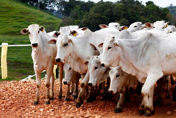 Proposta de seguro para eventuais casos de aftosa no Rio Grande do Sul é formulada