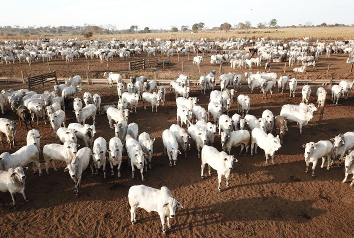 Rondonópolis recebe Painel de Custo de Produção em Confinamento de Gado de Corte