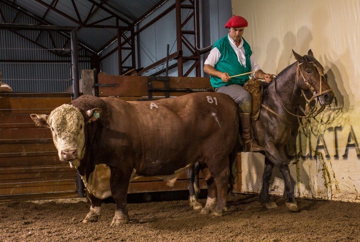 Centrais de inseminação buscam genética da Conexão Delta G