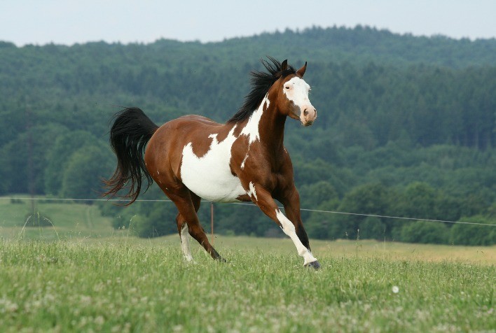 Vacinação contra Influenza Equina garante qualidade de vida aos animais no inverno