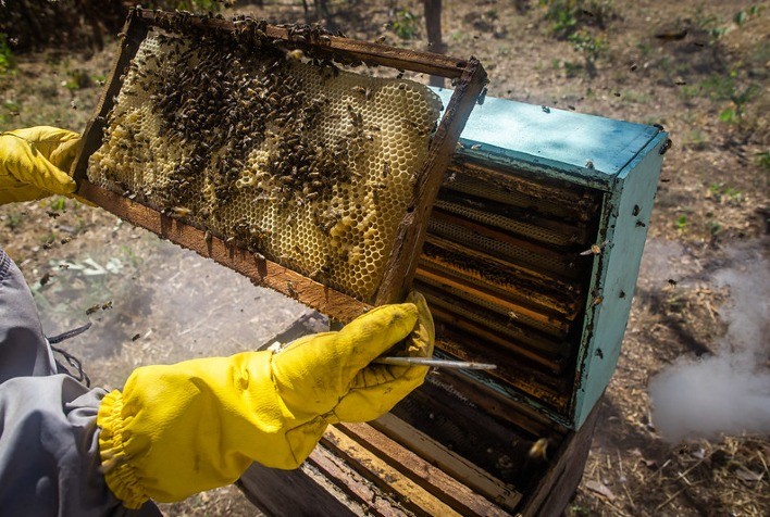 Védera lança suplemento alimentar para abelhas