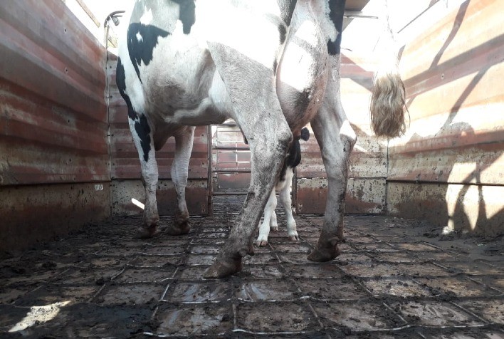 Abate de vacas prenhes é regulamentado pelo Mapa em portaria sobre abate humanitário