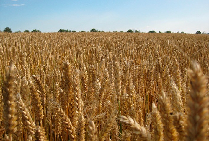 Novo zoneamento agrícola do trigo será apresentado nesta terça-feira