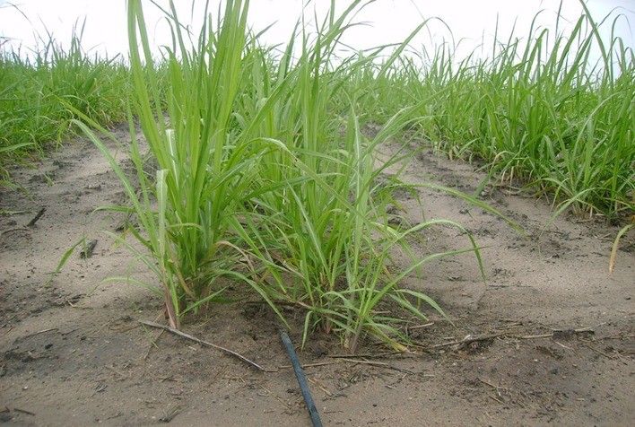 Produtores de mudas de cana-de-açúcar alcançam altas produtividades e economia com irrigação por gotejamento