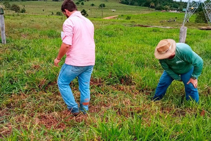 Nortão: biopesticida para braquiária é desenvolvido por universidade e pesquisa mostra bom resultado
