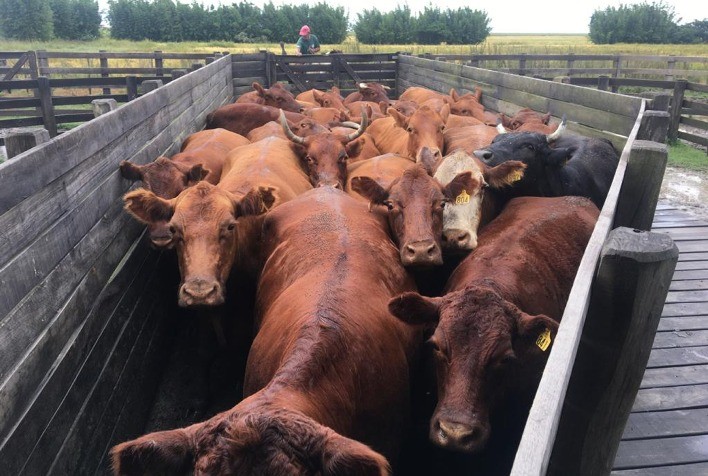 Associados do Desenvolve Pecuária fecham semestre com 15,9 mil abates