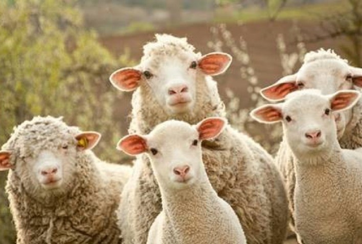 Criadores de ovinos e caprinos no Brasil visam mercado do Oriente Médio