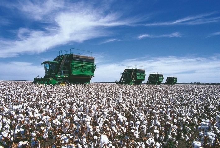 USDA: Vendas semanais de algodão dos EUA 20/21 totalizam cancelamento de 1,20 mil fardos