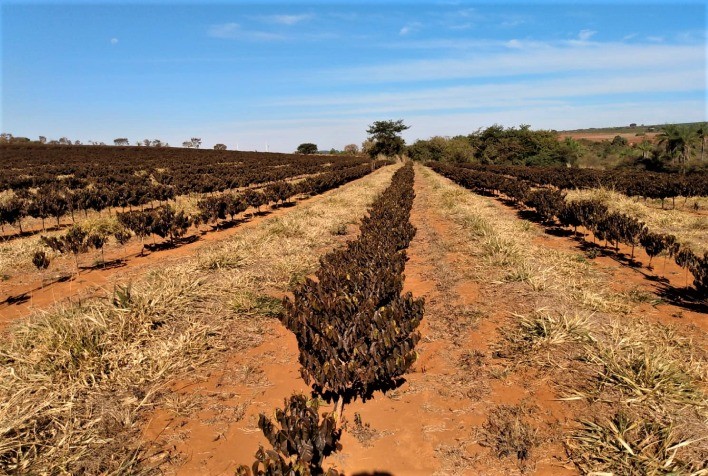 Emater-MG faz levantamento de áreas produtoras de café atingidas pela geada da última semana