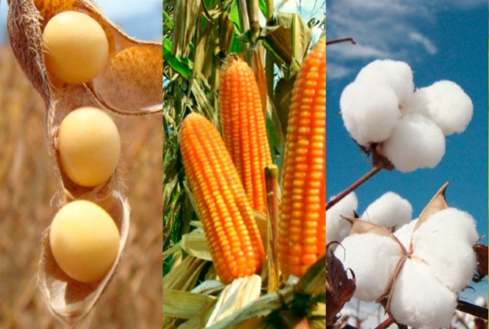 DATAGRO Abertura de Safra Grãos – Soja, Milho e Algodão 2021/22 apresenta debates centrais para o planejamento da nova safra no país