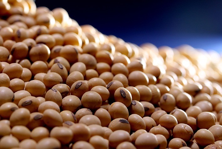 ADM compra europeia de soja não transgênica