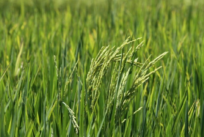 Bactérias aumentam em 30% produtividade do arroz