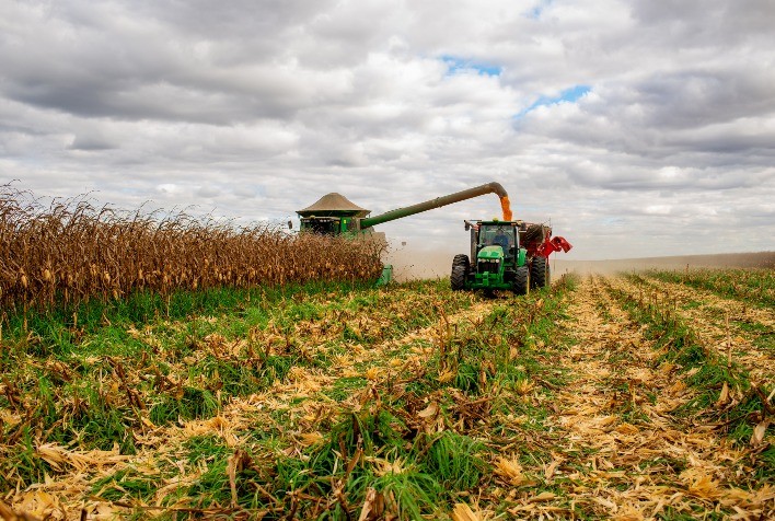 Com colheita atrasada e lavouras sofrendo com o clima, Famasul reduz novamente expectativa de produtividade do milho no MS