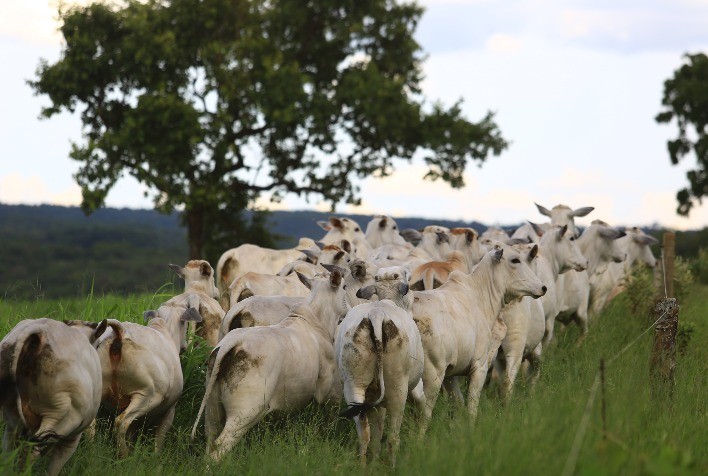 Boi gordo: altas nos preços em Mato Grosso e Tocantins e estabilidade em Rondônia