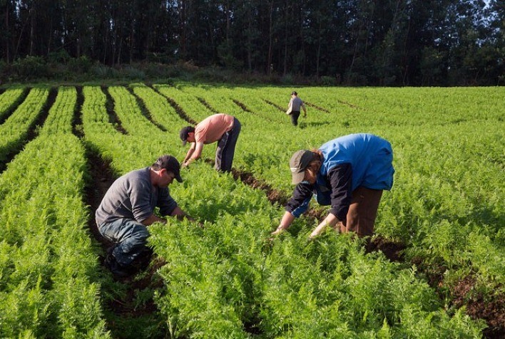Produção de alimentos gera 151.252 empregos no 1º Semestre